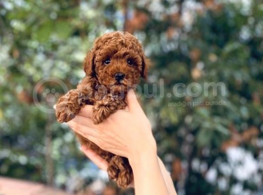 Kore Kani Red Brown Toy Poodle Yavrulari̇mi̇z görsel