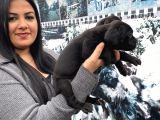 Safkan Canecorso Yavrularımız