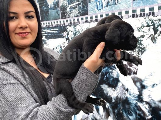 Safkan Canecorso Yavrularımız görsel