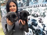 Safkan Canecorso Yavrularımız