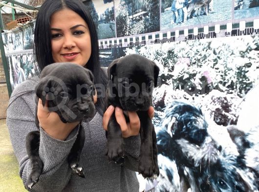 Safkan Canecorso Yavrularımız görsel