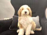 Medium Boy Labradoodle Multigenerational Yavrular