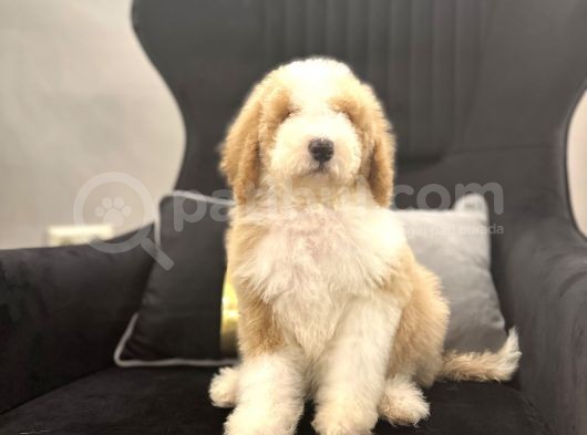Medium Boy Labradoodle Multigenerational Yavrular görsel