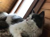Güzel Huylu Gerçek Safkan Maine Coon