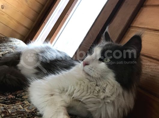 Güzel Huylu Gerçek Safkan Maine Coon görsel