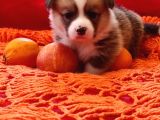 Secereli A Kalite Welsh Corgi Pembroke Yavrular