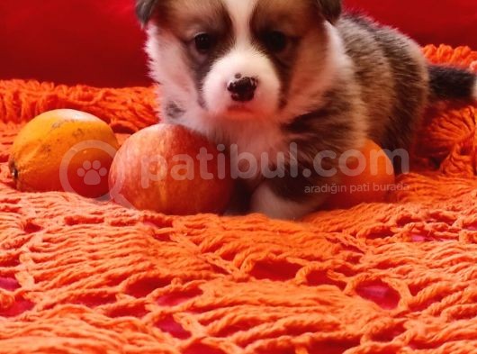 Secereli A Kalite Welsh Corgi Pembroke Yavrular görsel