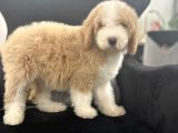 Medium Boy Labradoodle Multigenerational Yavrular