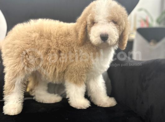 Medium Boy Labradoodle Multigenerational Yavrular görsel