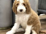 Giant Royal Colour Chinese Poodle Puppies