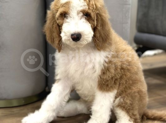 Giant Royal Colour Chinese Poodle Puppies görsel