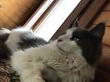 Güzel Huylu Gerçek Safkan Maine Coon