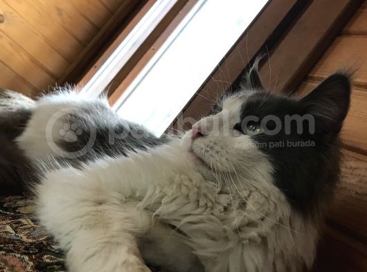 Güzel Huylu Gerçek Safkan Maine Coon görsel