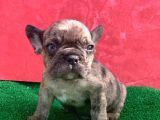 MİCRO YAPIDA ERKEK FRENCH BULLDOG FAWN MERLE YAVRUMUZ