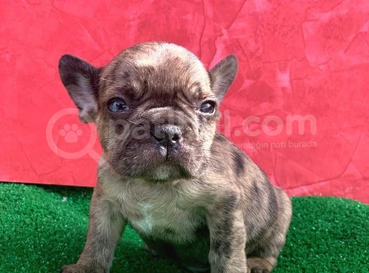 Mi̇cro Yapida Erkek French Bulldog Fawn Merle Yavrumuz