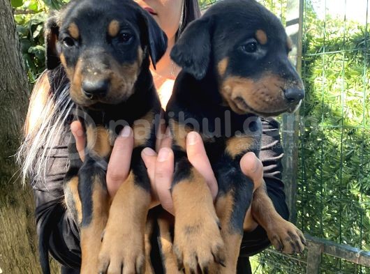 King Doberman Yavrularımız görsel