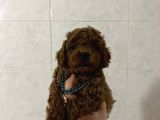 Dark Red Brown Toy Poodle Bebekleri̇mi̇z