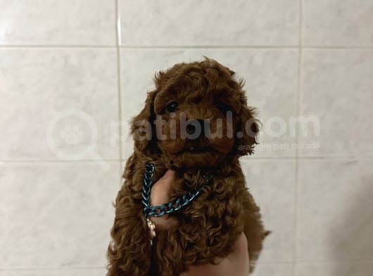 Dark Red Brown Toy Poodle Bebekleri̇mi̇z görsel