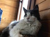 Güzel Huylu Gerçek Safkan Maine Coon