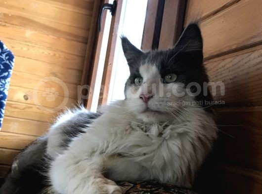Güzel Huylu Gerçek Safkan Maine Coon görsel