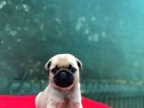 A Kalite Gül Kuyruk Basık Burun Pug Yavru