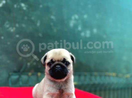 A Kalite Gül Kuyruk Basık Burun Pug Yavru görsel