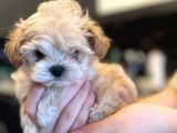Anne baba 2 kore kanı maltipoo yavrularımız