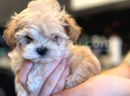 Anne Baba 2 Kore Kanı Maltipoo Yavrularımız