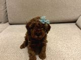 DARK RED BROWN TOY POODLE BEBEKLERİMİZ