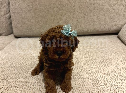 Dark Red Brown Toy Poodle Bebekleri̇mi̇z
