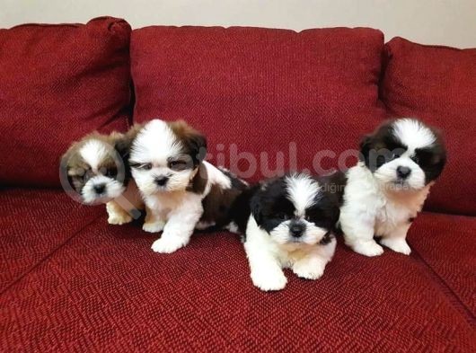 A Kalite Shih Tzu Yavruları görsel