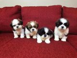 A Kalite Shih Tzu Yavruları