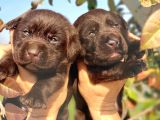 Çikolata Labrador