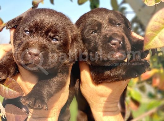 Çikolata Labrador görsel