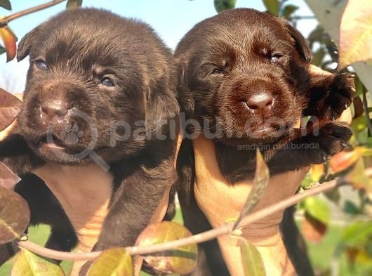 Çikolata Labrador görsel