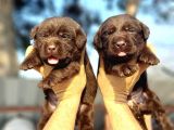 Çikolata Labrador
