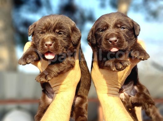 Çikolata Labrador görsel