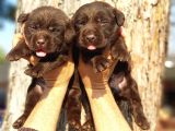 Çikolata Labrador