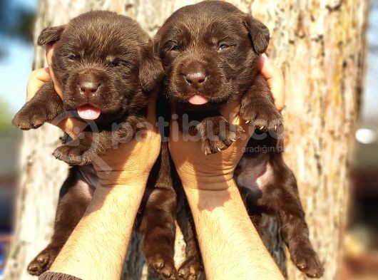 Çikolata Labrador