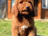 Kaniş Yavruları Değil Gerçek Labradoodle Yavrularımız