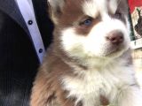 Kizil Renk Si̇bi̇rya Husky Yavrulari
