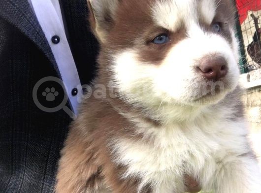 Kizil Renk Si̇bi̇rya Husky Yavrulari görsel