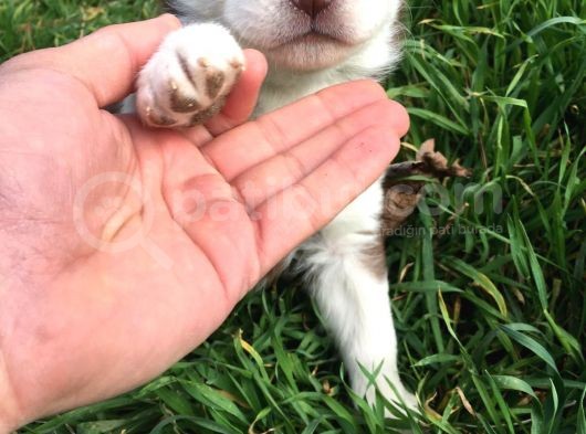 Kizil Renk Si̇bi̇rya Husky Yavrulari görsel