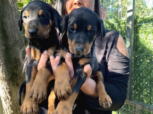 King Doberman Yavrularımız görsel