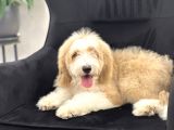 Multigenerational goldendoodle türkiyede tek