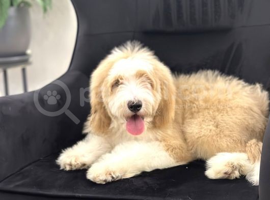 Multigenerational Goldendoodle Türkiyede Tek