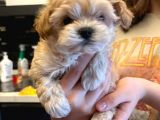Anne Baba 2 Kore Kanı Maltipoo Yavrularımız