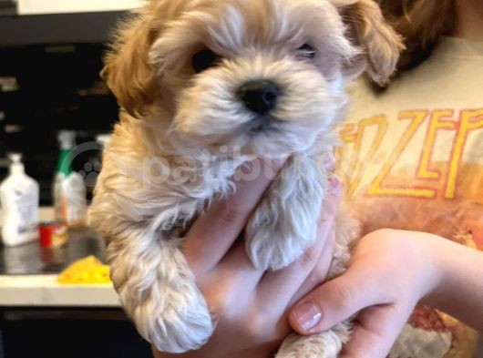 Anne Baba 2 Kore Kanı Maltipoo Yavrularımız görsel
