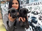 Safkan Canecorso Yavrularımız