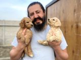 Cıvıl Cıvıl Giant Poodle Yavrularımız